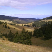 Smrekovica