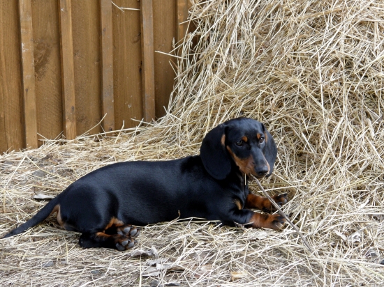 Findulov Ajík - žívé striebro :-)