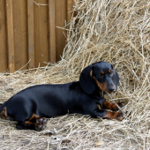 Findulov Ajík - žívé striebro :-)