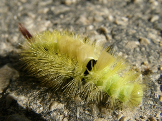 húsenička maličká