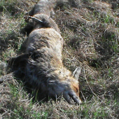 listicka
