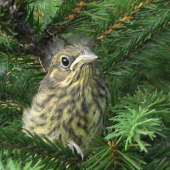 myslel si,ze ho nevidiet