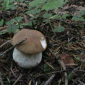 fesak