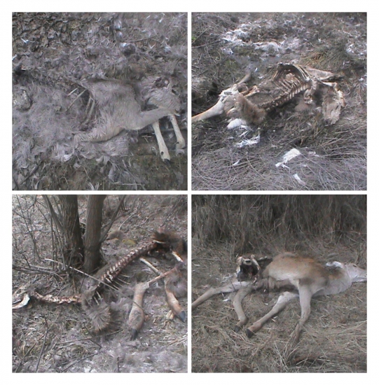 dnesna 3 hod prechadzka