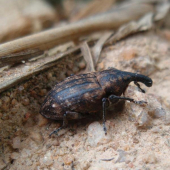 Nosec (Larinus brevis)?