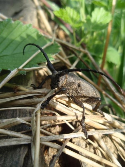 Fúzač vŕbový (Lamia textor)