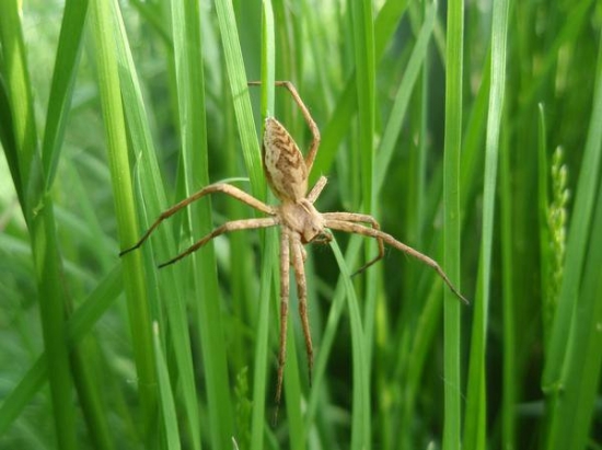 pavúk - vďačný model