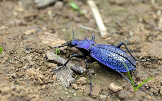 Bystruška vráskavá (Carabus intricatus)