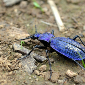 Bystruška vráskavá (Carabus intricatus)