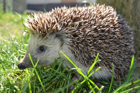 Jež hnedý (Erinaceus europaeus)