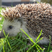 Jež hnedý (Erinaceus europaeus)