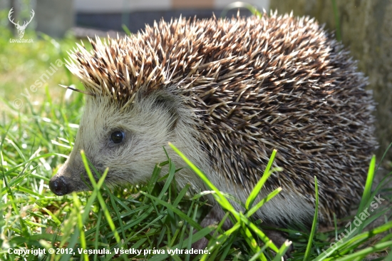 Jež hnedý (Erinaceus europaeus)