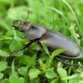 Roháč obyčajný (Lucanus cervus)