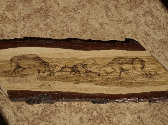 Danielia ruja-Moja praca