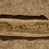 Danielia ruja-Moja praca