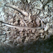 veľkonočný2 ešte horúci