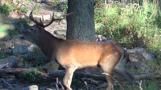 niečo z ruje 2012(foto z videa)