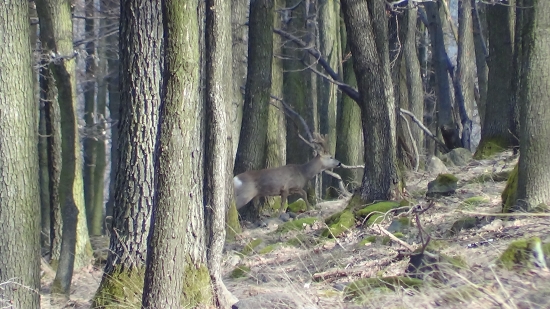 srnec hôrny (foto z videa)