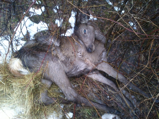 neprežilo,škoda ho!