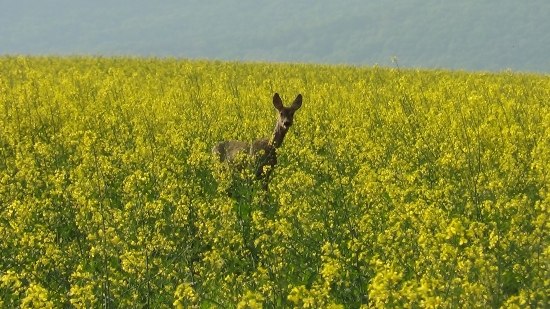 zvedavá