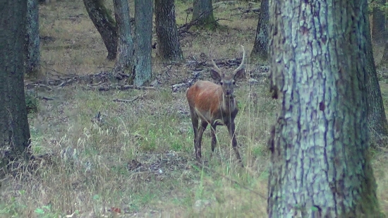 Nádejný mladík 27.10.2012 (foto z videa)
