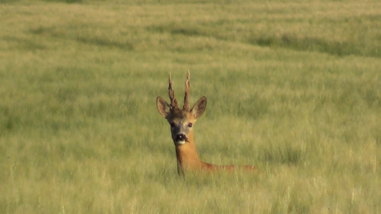 Medailový srnec (foto z videa)