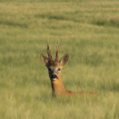 Medailový srnec (foto z videa)