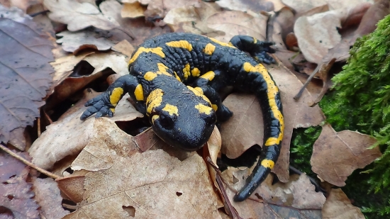 Salamandra