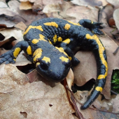 Salamandra