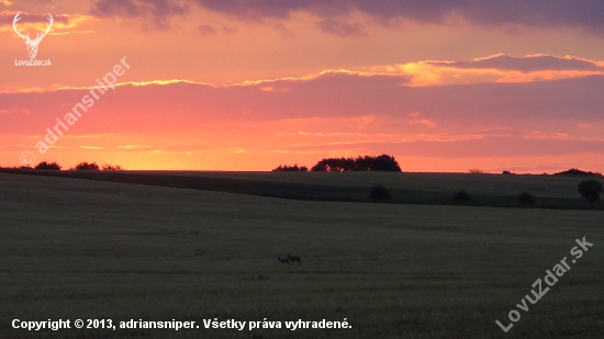 Romantiku hladá aj zver :)