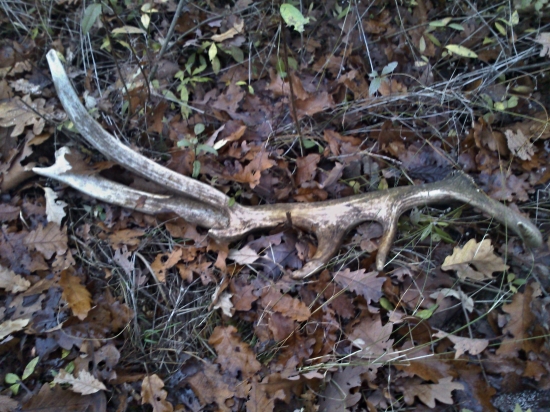 Dozber v Mochovciach