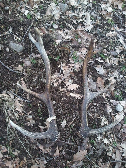 nedelnajšie vlanajšie