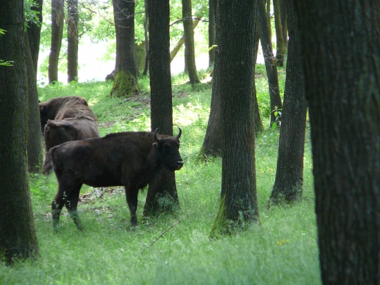 môj kamoš ZUBOR v Topoľčiankach