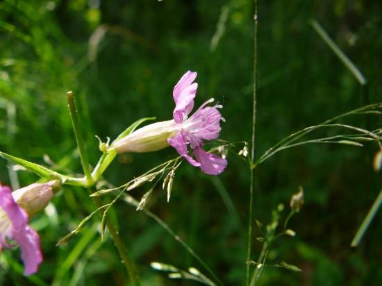 len taký pekný kvietoček...