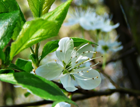 kvet divej čerešne....