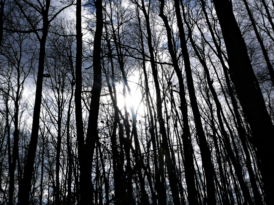 slnko v temnom lesíku...