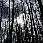 slnko v temnom lesíku...