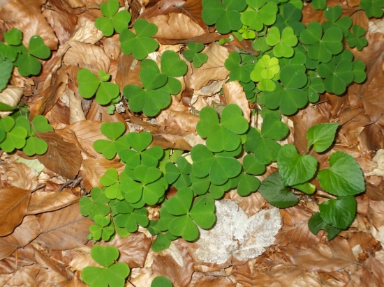 ani neviem ako sa mi toto podarilo...