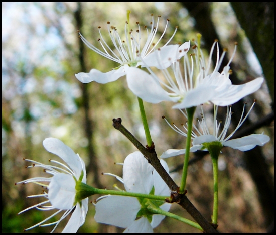 kvety divej čerešničky