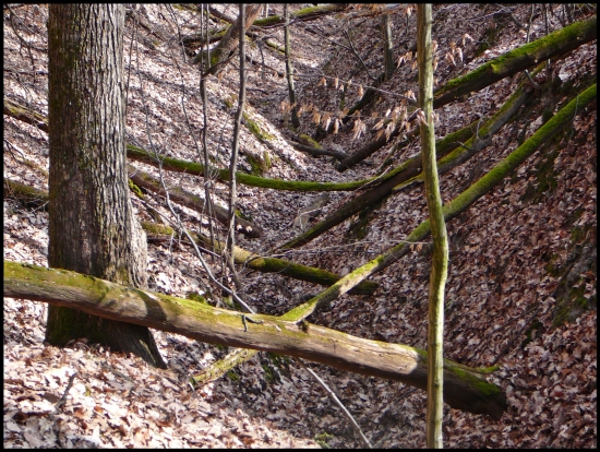 mikádo zo stromov.....