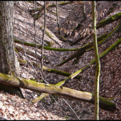 mikádo zo stromov.....