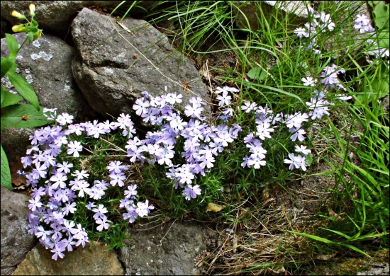 Kvietky zo Štiavnice...