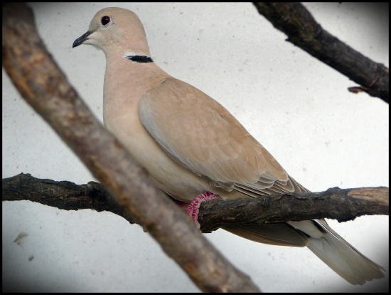 naša pekná hrdlička....