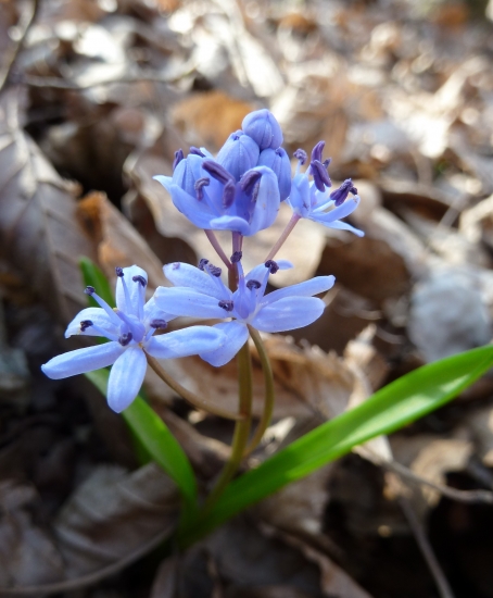 ľudovo Strači nôžka....