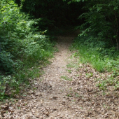 cestička do temna...