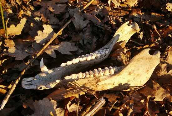 prekvapenie na prechádzke....