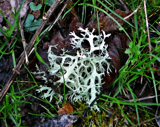 Diskovka Bublinatá.....