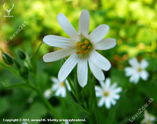 biely kvet ...