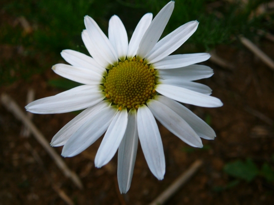 Králik poĺný ......