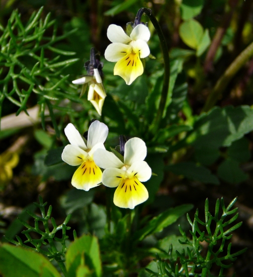 Fialka trojfarebná (Viola tricolor L. emend. F. W. Schmidt)